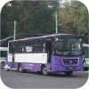 CDMX purple buses